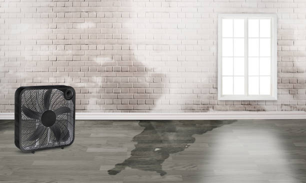 Best Water damage cleanup near me  in Johnstonville, CA